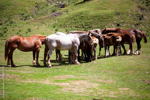Fototapeta Naklejka Na Ścianę i Meble -  Caballos en libertad en los Pirineos