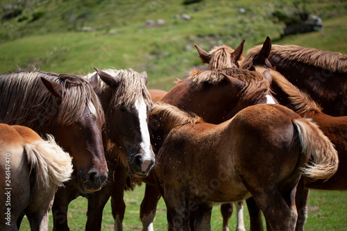 Fototapeta Naklejka Na Ścianę i Meble -  Caballos en libertad en los Pirineos