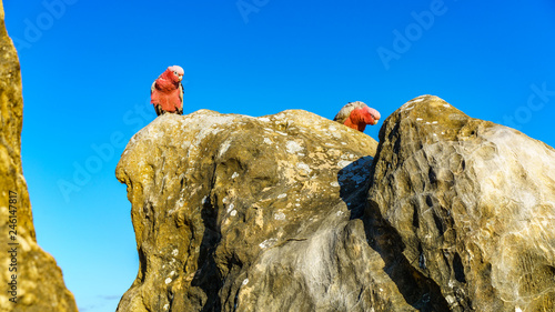 rosebreasted cockatoos at the pinnacles in nambung national park, australia 31 photo