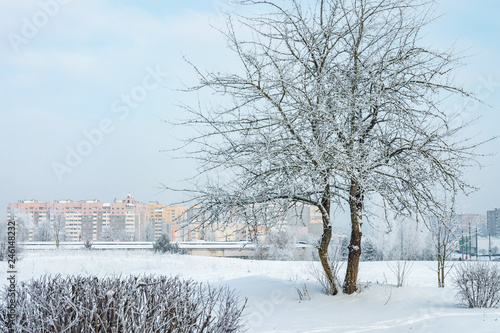 Panorama of residential area of the city on a sunny winter day with hoarfrost trees
