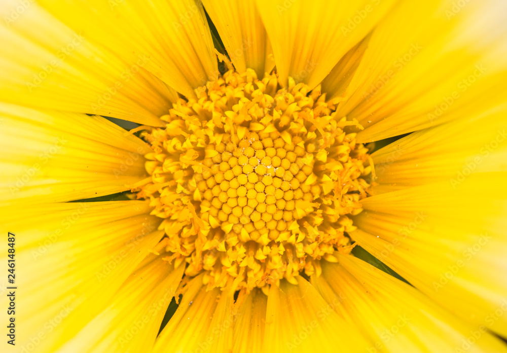 Fototapeta premium Macro fiore