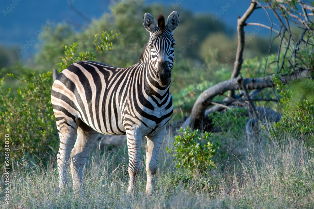 Obraz premium Zebra at sunset