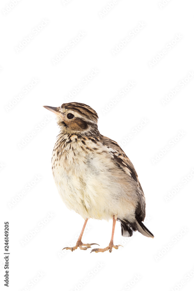 Wood Lark Wood Lark