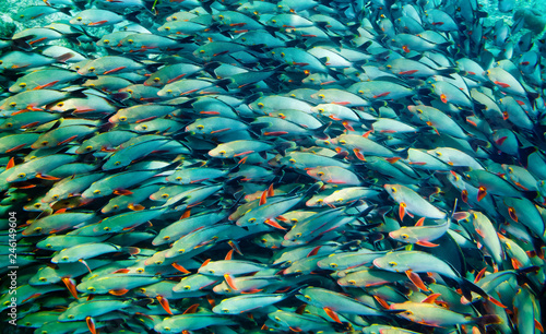 Shoal of fish swimming in sea