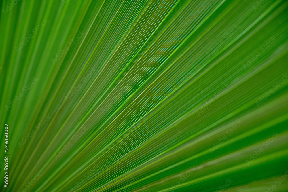 green palm leaf abstract background green palm leaf abstract background