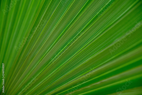 green palm leaf abstract background