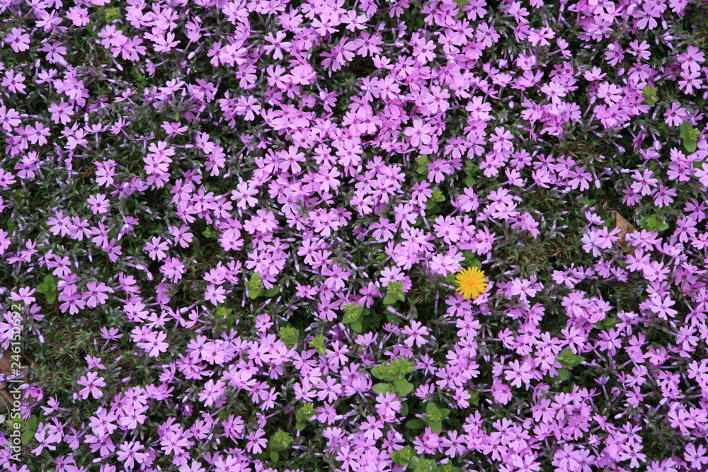 Obraz premium In pink, yellow flower