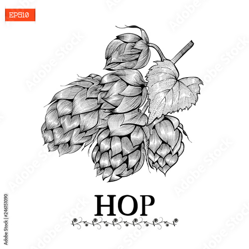 Beer hop vector illustration in engraving style