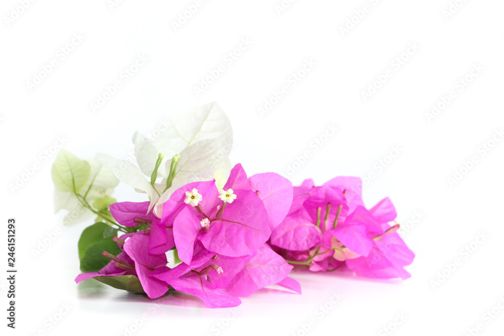 Bougainvillea hybrid Close up Bougainvillea hybrid Close up