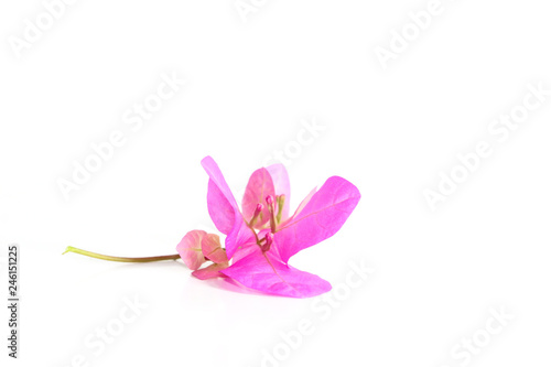 Bougainvillea hybrid Close up