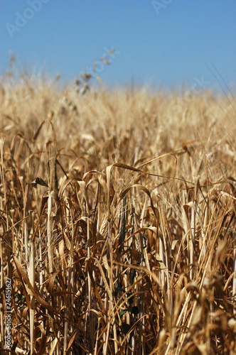 agriculte field