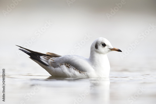 A black-headed gull (Chroicocephalus ridibundus) swimming in a pond in a Berlin city park. Photographed in high key.