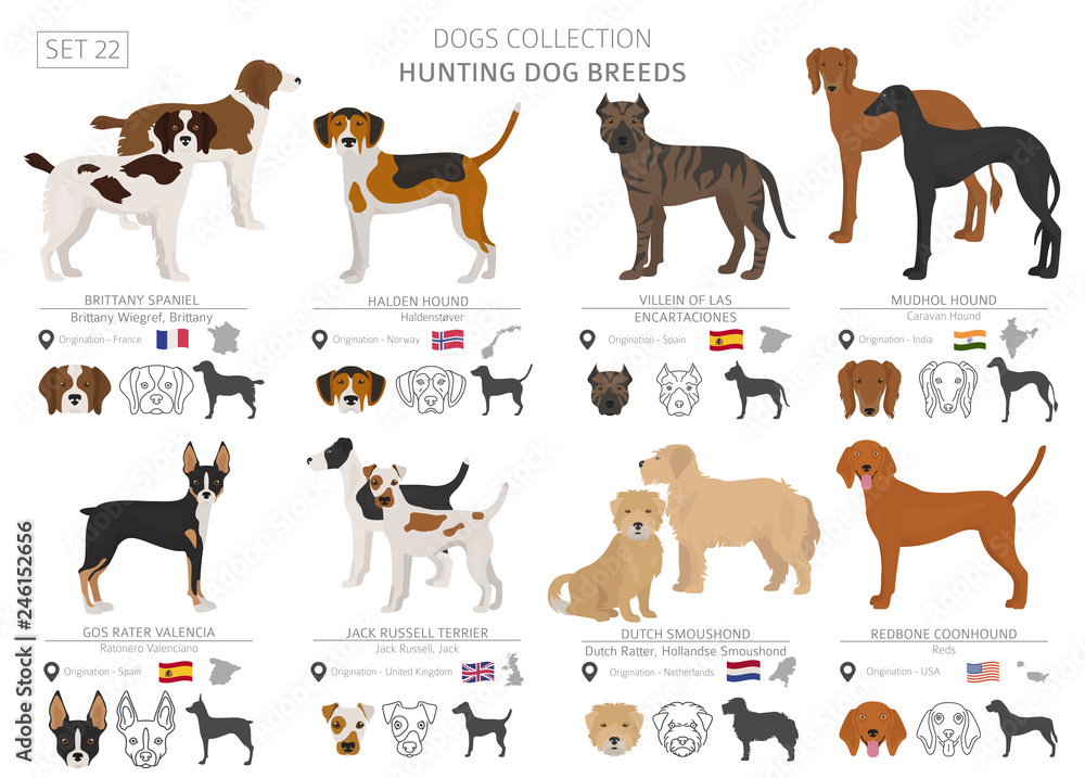 Hunting dogs collection isolated on white. Flat style. Different color and country of origin