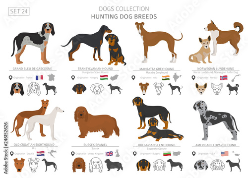 Hunting dogs collection isolated on white. Flat style. Different color and country of origin