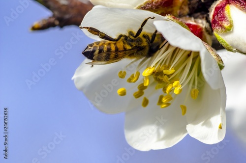 Bee Flower of Almond Tree Macro Photo photo