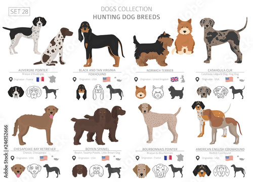 Hunting dogs collection isolated on white. Flat style. Different color and country of origin
