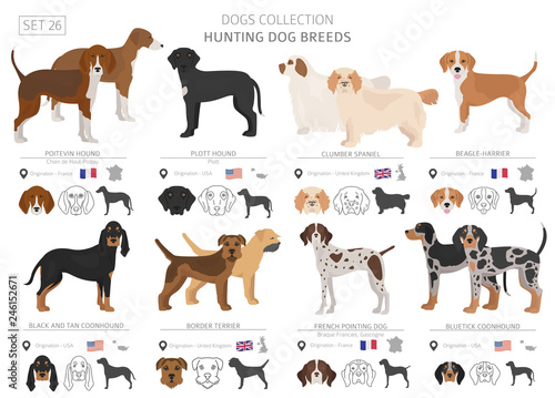 Hunting dogs collection isolated on white. Flat style. Different color and country of origin