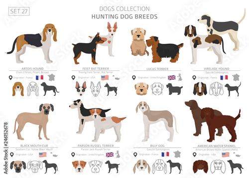Hunting dogs collection isolated on white. Flat style. Different color and country of origin