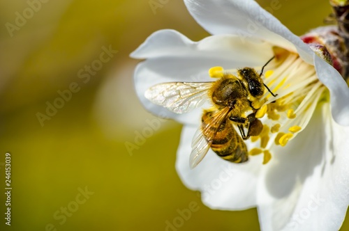 Bee Flower of Almond Tree Macro Photo photo