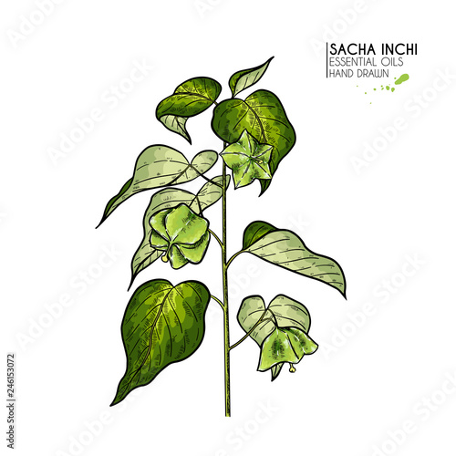 Hand drawn colored sacha inchi plant and seed. Engraved vector illustration. Medical, cosmetic plant. Moisturizing serum,essential oil. Cosmetics, medicine, aromatherapy package design skincare. photo