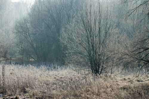Obraz na plátně Winter frostiness on the bushes