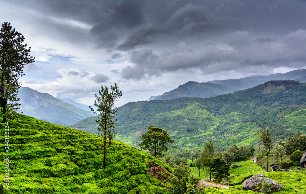 Lush green Tea estates of Munnar, Kerala (also known as tea capital of India) during Monsoon
