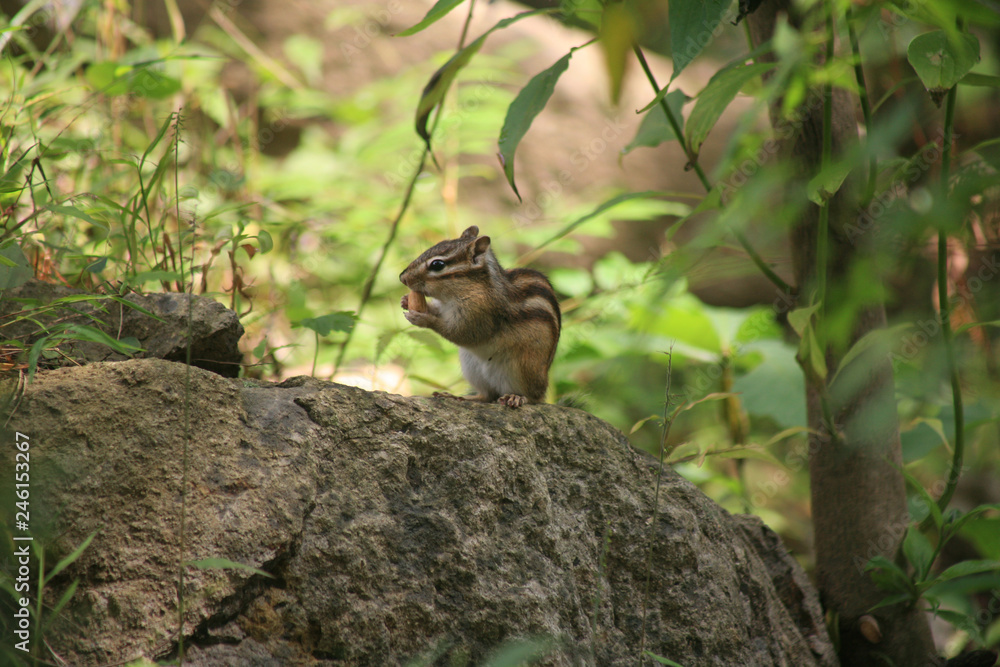 squirrel in the wood squirrel in the wood