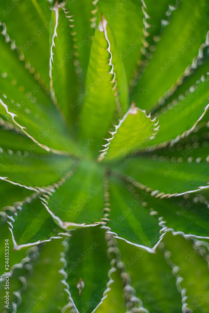 Beatiful View of cactus garden, Jardin de Cactus in Guatiza, Lanzarote, Canary Islands, Spain. Different Cactus plants. Beatiful View of cactus garden, Jardin de Cactus in Guatiza, Lanzarote, Canary Islands, Spain. Different Cactus plants.