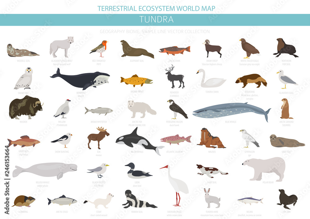 Tundra biome. Terrestrial ecosystem world map. Arctic animals, birds, fish  and plants infographic design Stock Vector | Adobe Stock