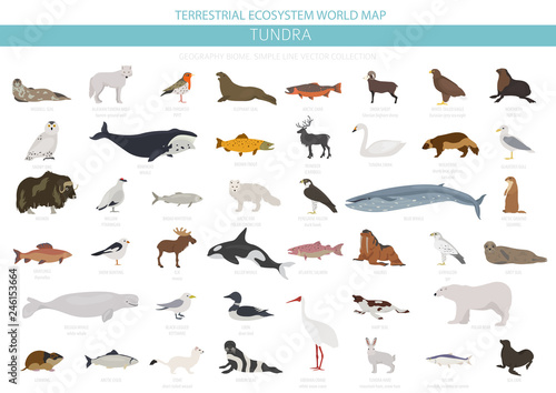 Tundra biome. Terrestrial ecosystem world map. Arctic animals, birds, fish and plants infographic design