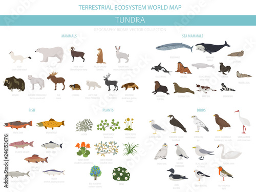 Tundra biome. Terrestrial ecosystem world map. Arctic animals, birds, fish and plants infographic design