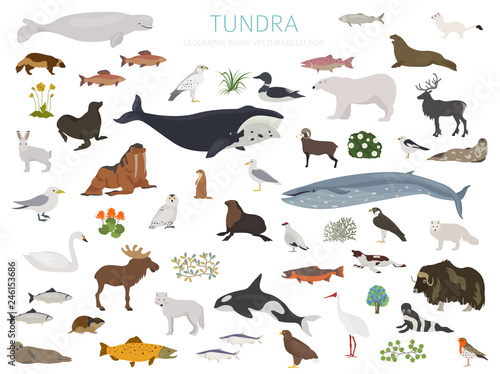 Tundra biome. Terrestrial ecosystem world map. Arctic animals, birds, fish and plants infographic design