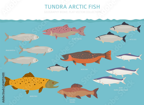 Tundra biome. Terrestrial ecosystem world map. Arctic fish infographic design