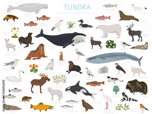 Tundra biome. Terrestrial ecosystem world map. Arctic animals, birds, fish and plants infographic design