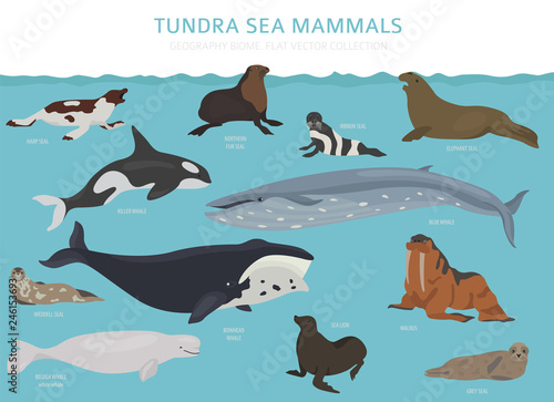 Tundra biome. Terrestrial ecosystem world map. Arctic sea mammals infographic design