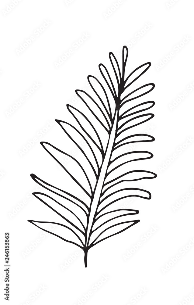 Hand-drawn sketch of a plant, isolated on white background. Abstract summer Vector illustration. Hand-drawn sketch of a plant, isolated on white background. Abstract summer Vector illustration.