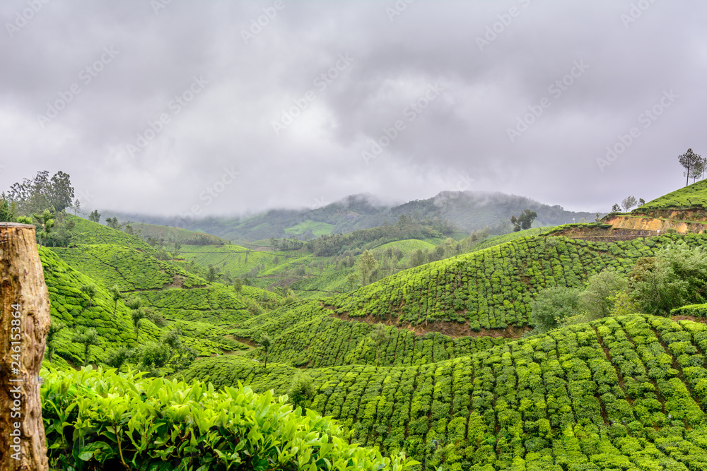 Lush green Tea estates of Munnar, Kerala (also known as tea capital of India) during Monsoon season in Kerala, India