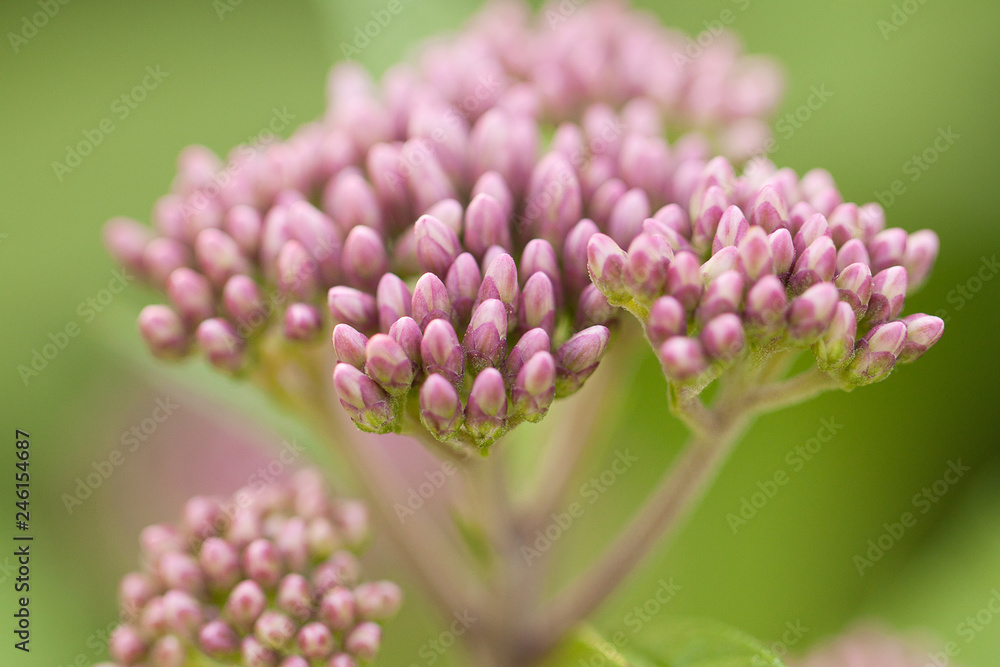beautiful flower eupatorium with delicate pink buds beautiful flower eupatorium with delicate pink buds