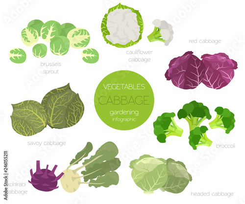 Cabbage beneficial features graphic set. Gardening, farming infographic, how it grows. Flat style design
