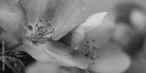 apple tree branch with delicate beautiful flowers, black and white