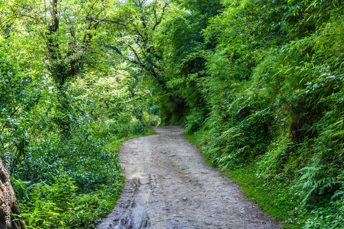 Lush Green walkway throught the forests of Tirthan valley