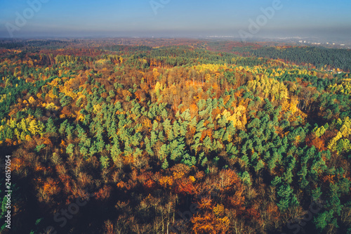 Sunny autumn forest in aerial view.