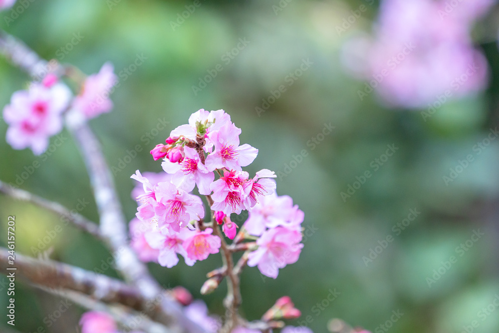 Beautiful cherry blossoms sakura tree bloom in spring in the park, copy space, close up. Beautiful cherry blossoms sakura tree bloom in spring in the park, copy space, close up.