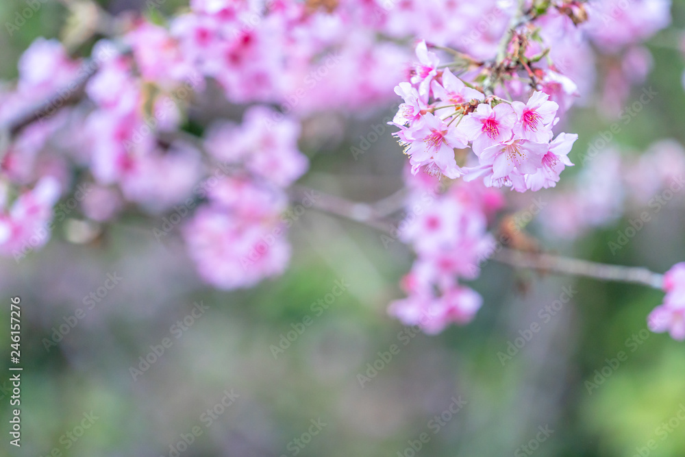Beautiful cherry blossoms sakura tree bloom in spring in the park, copy space, close up. Beautiful cherry blossoms sakura tree bloom in spring in the park, copy space, close up.