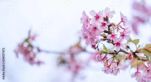 Beautiful cherry blossoms sakura tree bloom in spring isolated on white background  copy space  close up.