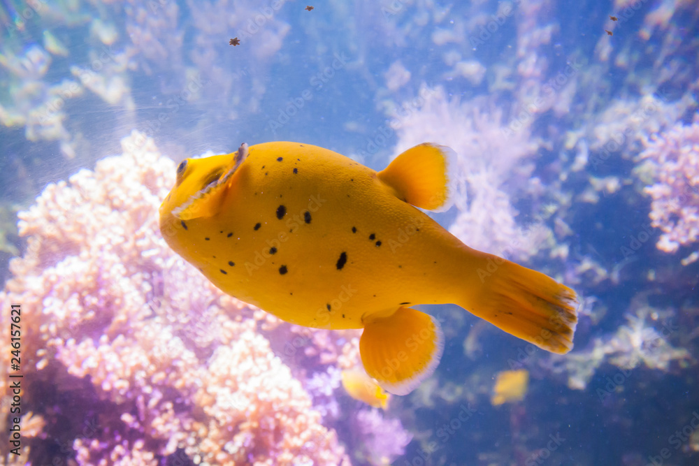 Yellow Blackspotted Puffer Or Dog-faced Puffer Fish - Arothron  Nigropunctatus. Wonderful and beautiful underwater world with corals and  tropical fish. Stock Photo | Adobe Stock
