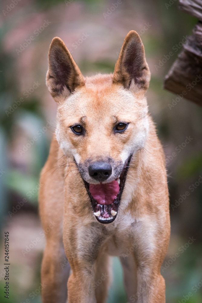 Yawning dingo at David Fleay Wildlife Park, Gold Coast, Australia