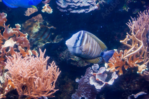 Regal angelfish - Pygopllites diacanthus. Wonderful and beautiful underwater world with corals and tropical fish.