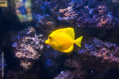 Yellow surgeon fish. Wonderful and beautiful underwater world with corals and tropical fish.