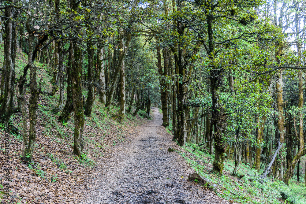 Hiking trek pathway in the dense Himalayan forest
Hiking trek pathway in the dense Himalayan forest